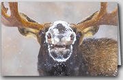 Smiling Moose box set of 12 cards with 
