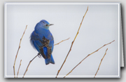 Bluebird Day Box Set of 10 Holiday Cards