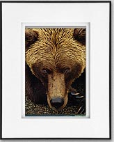 Eyes of a Grizzly Mini Print