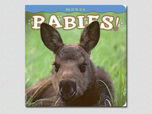 Moose Babies