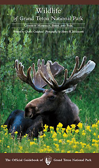 Wildlife of Grand Teton National Park