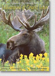 Yellowstone & Grand Teton DVD