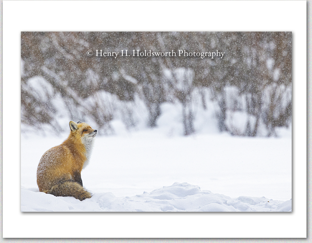 Winter Day Dreaming