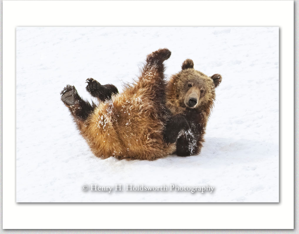 Grizzly Hijinks