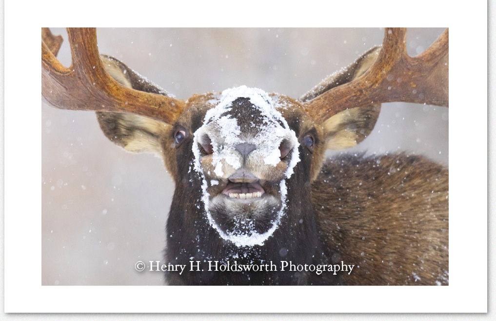 Smiling Moose